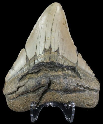 Bargain, Megalodon Tooth - North Carolina #67117